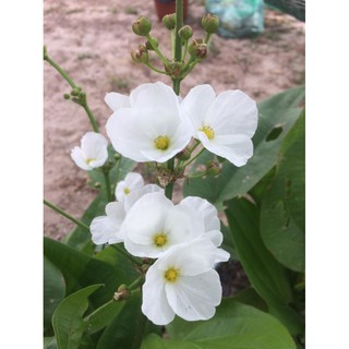 Combo 2 cây Lan nước (còn gọi là cây thủy cúc/Bách thủy tiên) Cây như hình số 5