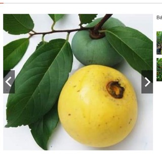 cây thị phong thủy trồng trước nhà chuẩn giống F1