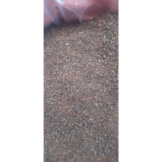 200 gram hạt giống gáo trắng