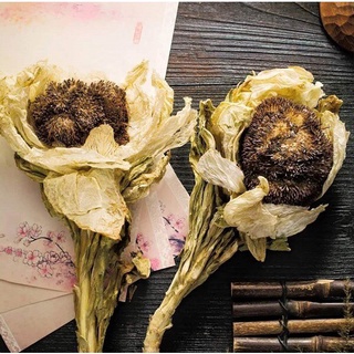 BÔNG THIÊN SƠN TUYẾT LIÊN HOA- HÀNG CHUẨN TỰ NHIÊN TÂY TẠNG, KHÔNG PHẢI TRỒNG VƯỜN KÍNH