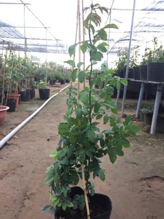 Hồng leo pháp Soeur emmanuelle