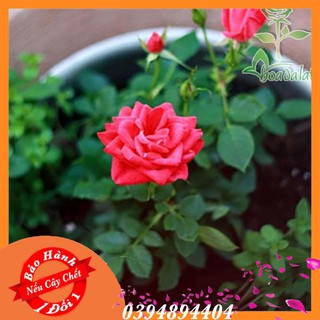 Cây Hoa Hồng Tỉ Muội Đỏ