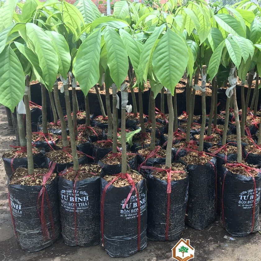 Cây Giống Bòn Bon  Cây Ghép Năng Suất Cao Cho Quả Sớm