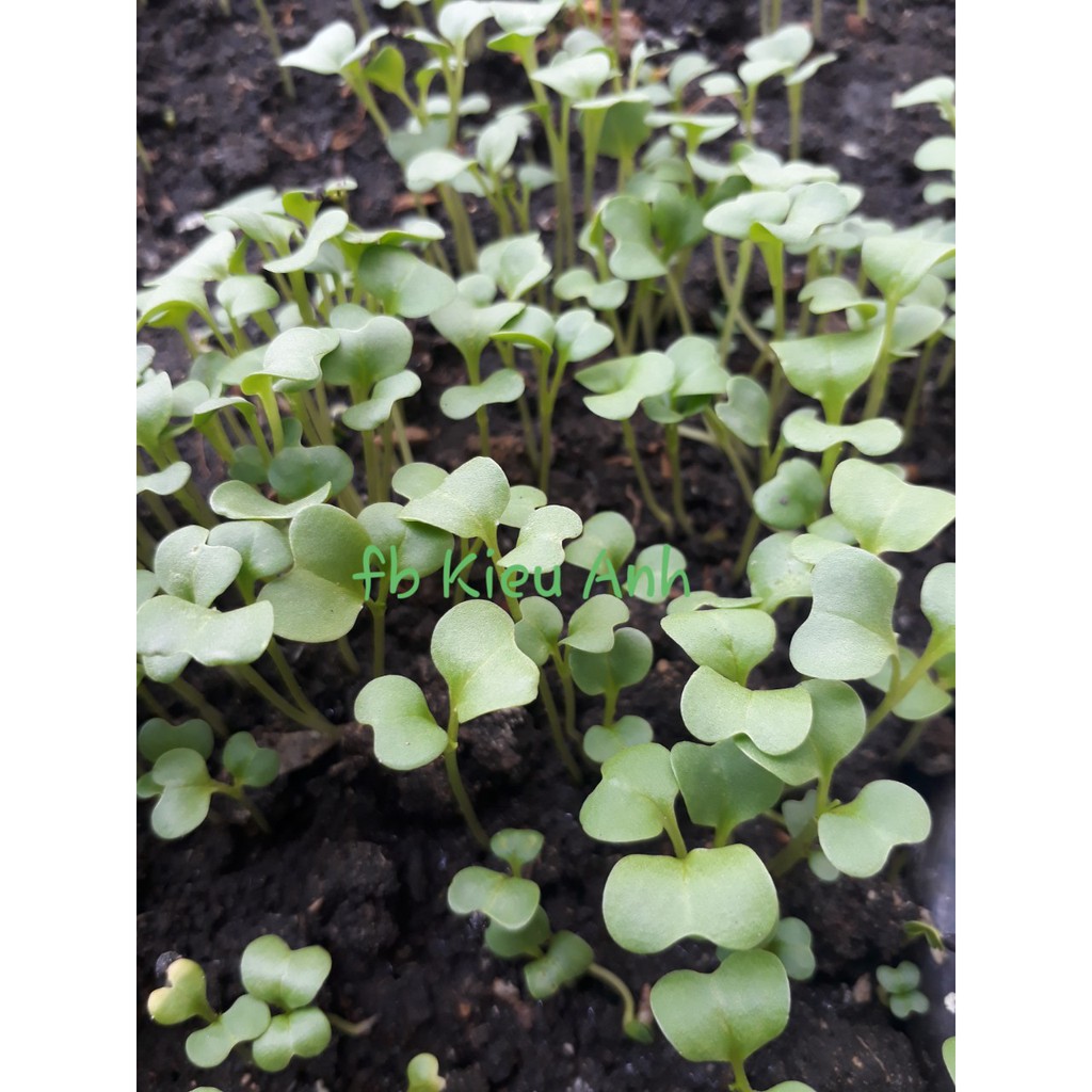 [Seeds] Hạt giống Cải bẹ xanh mỡ, đóng gói 20gr