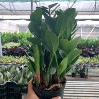 Cây kim tiền ( sale nhỏ)