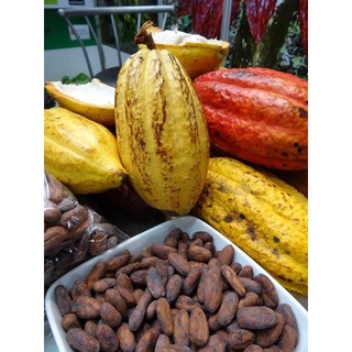 Bột CaCao Đắk Lắk