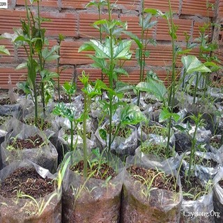 Combo 2 Cây giống gấc siêu trái