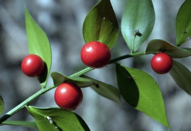 Chậu cứng đậu chổi Butcher - Ruscus Aculeatus