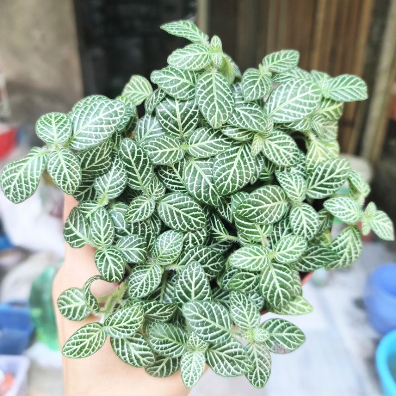 Cây cẩm nhung Fittonia, lá may mắn nhiều màu đẹp.