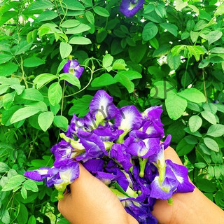[Hộp 30gram] Trà Hoa Đậu Biếc Sấy Lạnh Cao Cấp (Mộc Sơn Trang)
