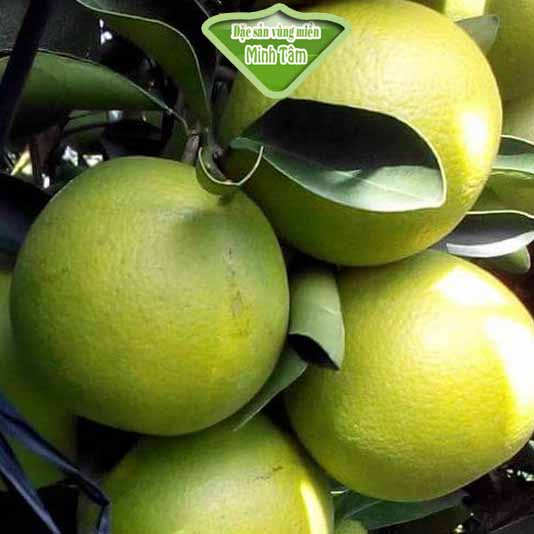 Cam xoàn ngọt bao ăn [CHỈ GIAO TPHCM]