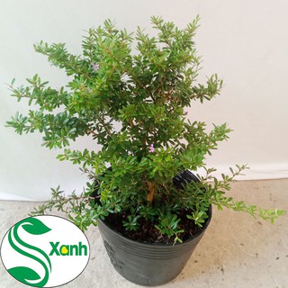 Cây Linh Sam Lá Nhỏ, Hoa Tím