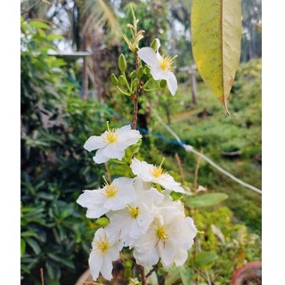 Cây Bạch mai đọt hồng bonsai - gốc đẹp, hoa đẹp