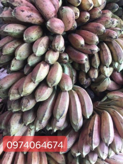 Chuối hột rừng tươi tây bắc