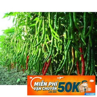 30 Hạt giống Ớt đậu đũa (tặng gói kích nẩy mầm và hướng dẫn)