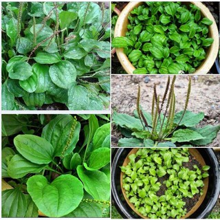 Hạt giống rau mã đề ( gói 2gram tầm 6000 hạt )