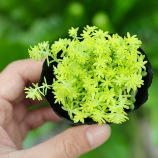 🌵FREESHIP🌵Sen Đá Sedum Dạ Quang Đẹp