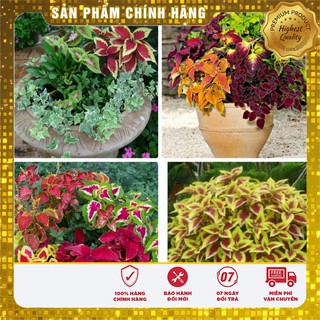 Bộ gói hạt giống Rau tía tô