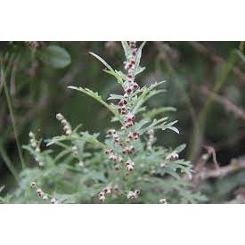 BẦU CÂY GIỐNG CÂY NGẢI DẠI -CÂY THẢO DƯỢC