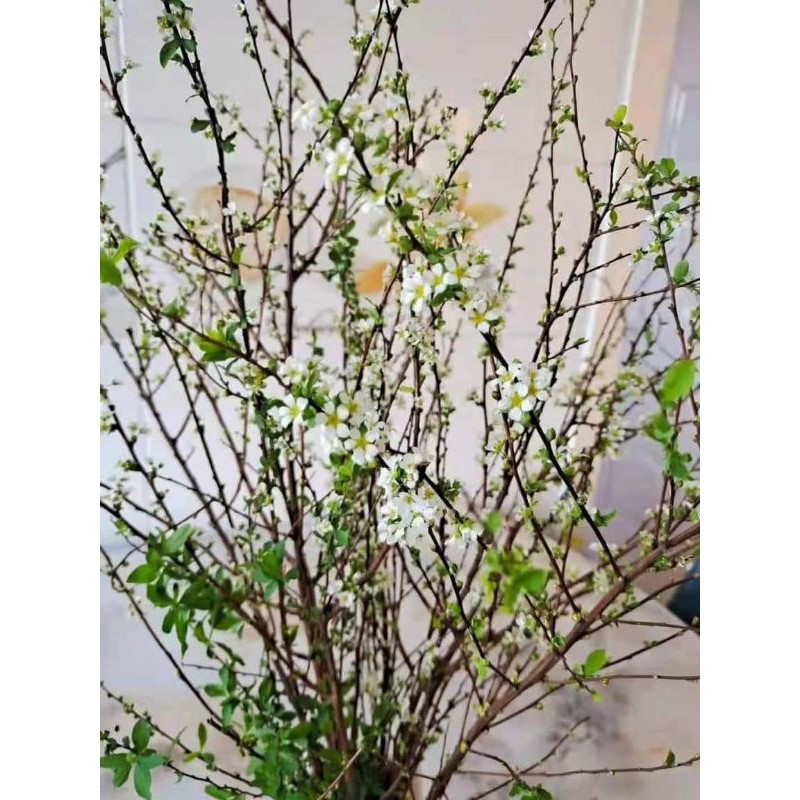 CÀNH TUYẾT MAI KHÔ