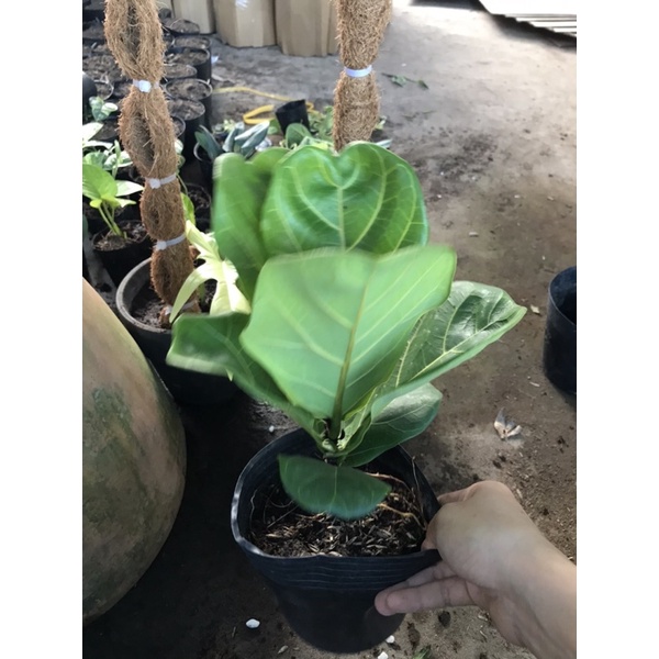 caykiengsadec bàng sing nhỏ để bàn
