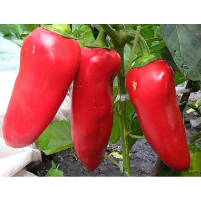 Gói 30 hạt giống ớt ngọt trái dài nhiều màu