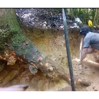 Tinh dầu xá xị lăn bi