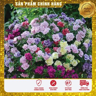 Bộ gói hạt giống dạ yến thảo