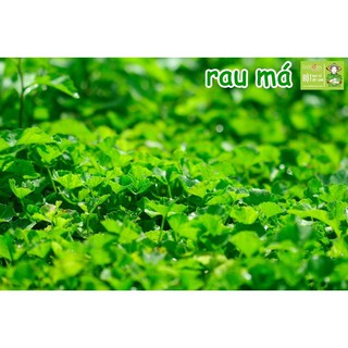 Bột rau má nguyên chất Dalahouse 60gram