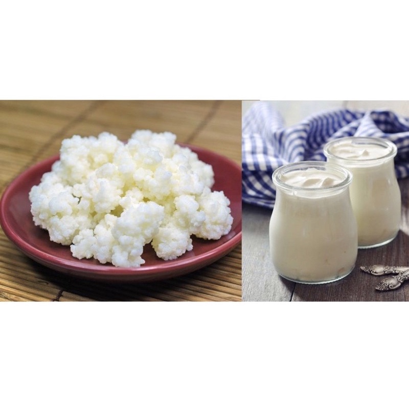 Nấm sữa kefir - sữa chua lên men .