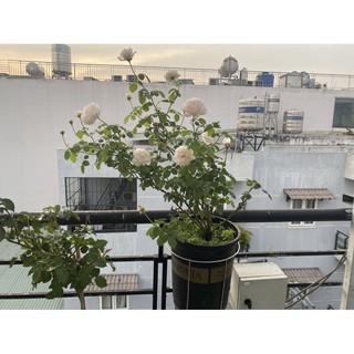 Móc treo chuyên dùng cho chậu Monrovia 2gl - 3gl - 5gl