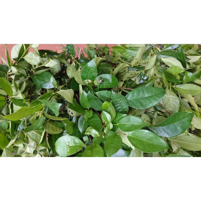 1kg lá trà xanh tươi