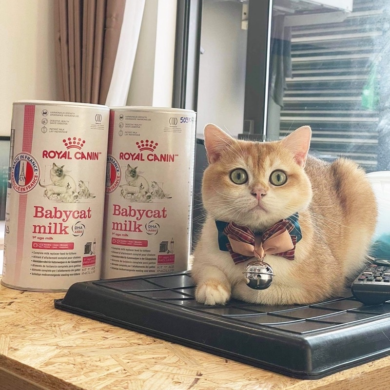 Sữa Royal cho Mèo