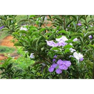 Cây lài nhật size 60-70cm (chỉ giao hoả tốc HCM)