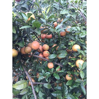 Cây Giống Chanh Đào