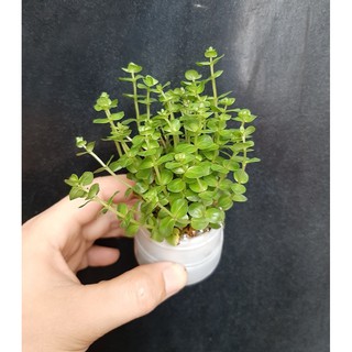Cây thủy sinh trang trí bể cá