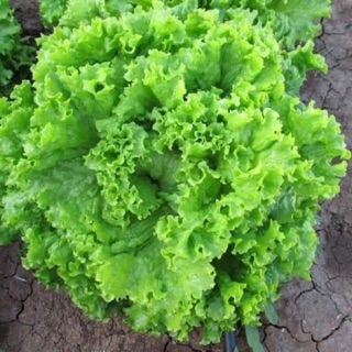 Hạt giống Xà lách xoăn xanh