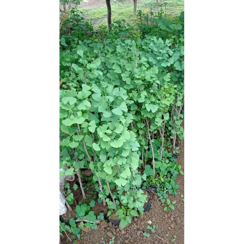 Cây giống ngân hạnh