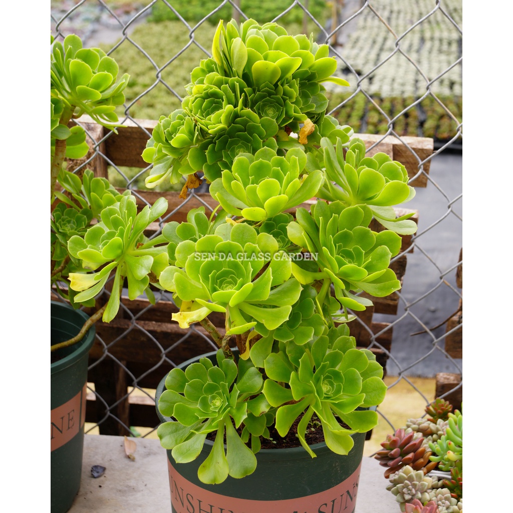 Sen đá Aeonium xanh GLASS GARDEN size đại 30cm nhiều đầu , thuần khí hậu Đà Lạt