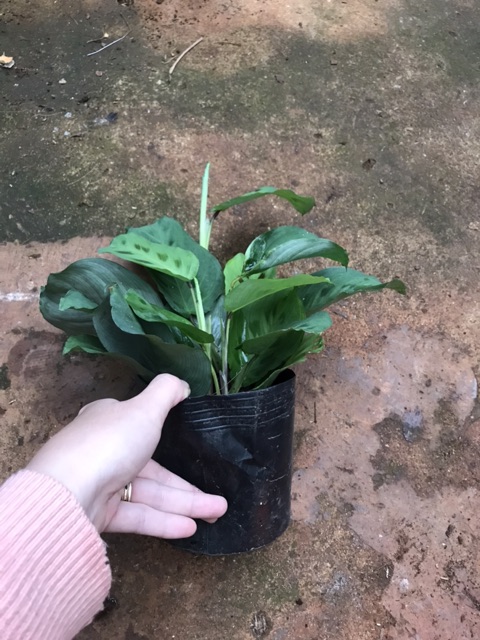 Chậu cứng Đuôi công Maranta Leuconeura Kerchoveana