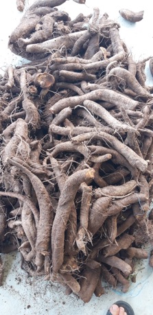 1KG CỦ GAI HOÀ BÌNH