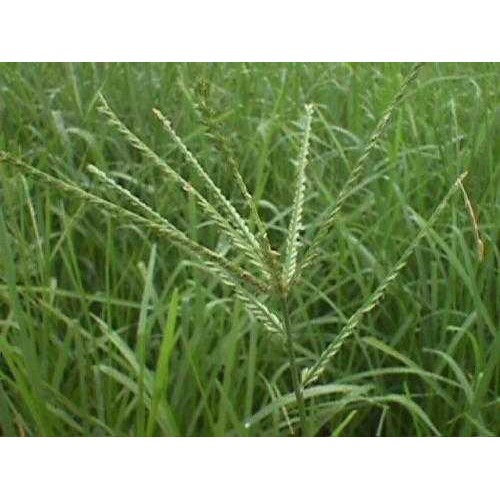 Cỏ mần trầu 500g
