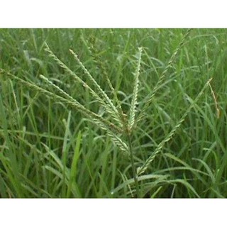 Cỏ mần trầu 500g