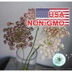 1GRAM 1100.HAT Hạt Giống Hoa Cà Rốt Dara