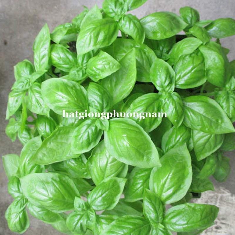 200H - HẠT GIỐNG HÚNG TÂY BASIL