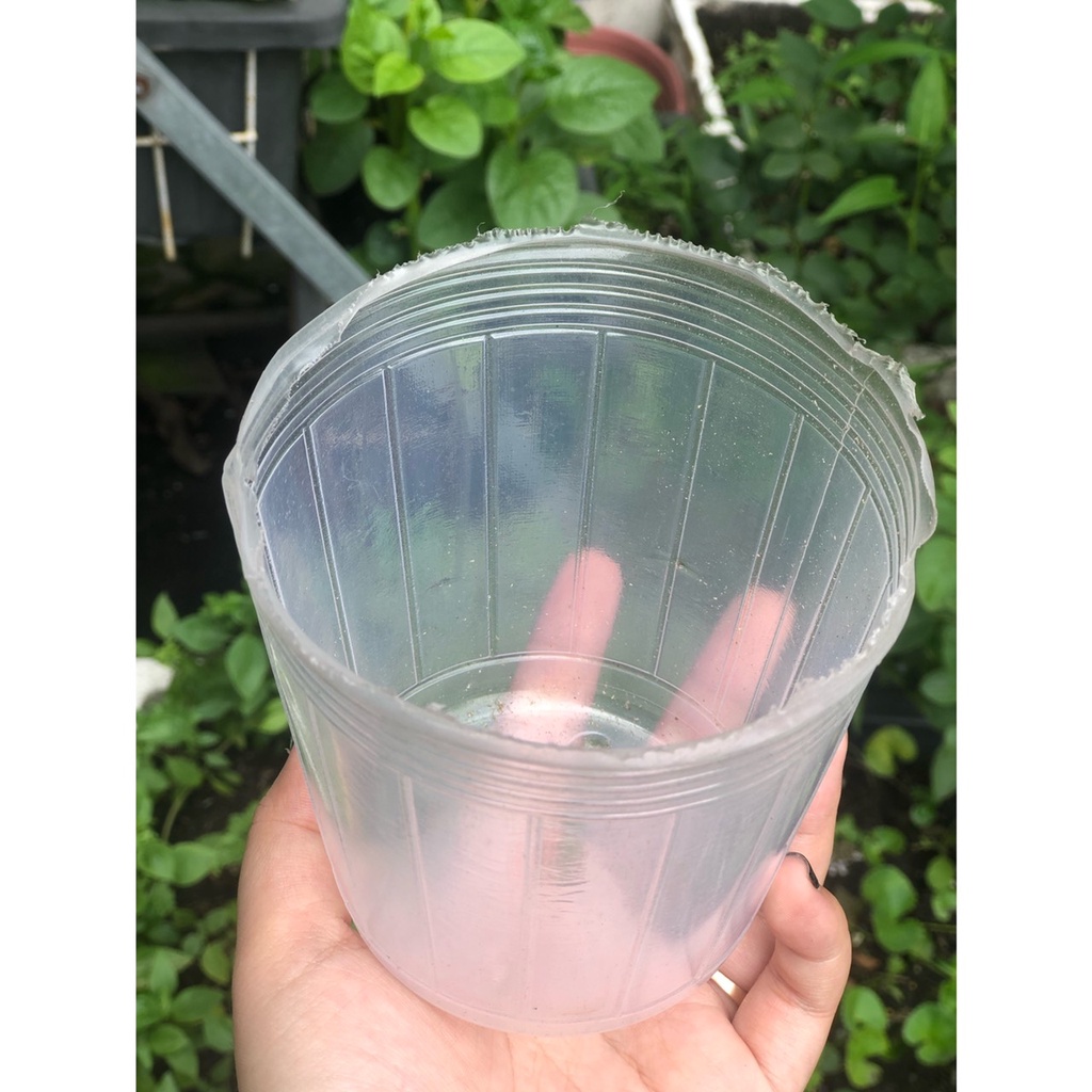 Chậu mềm ươm cây trồng lan hồ điệp -3.5 inch