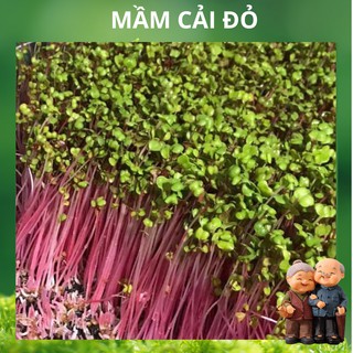 Hạt giống mầm củ cải đỏ -100gr
