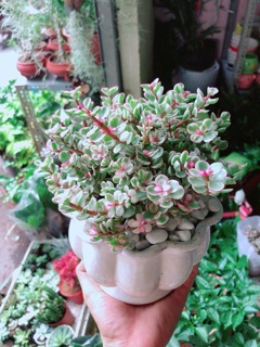 Chậu Cây Đô La Hồng