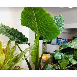 củ rái voi làm sân vườn