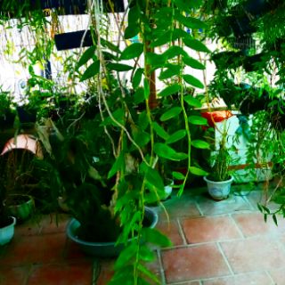 Lan Hạc Vỹ THiên Cung